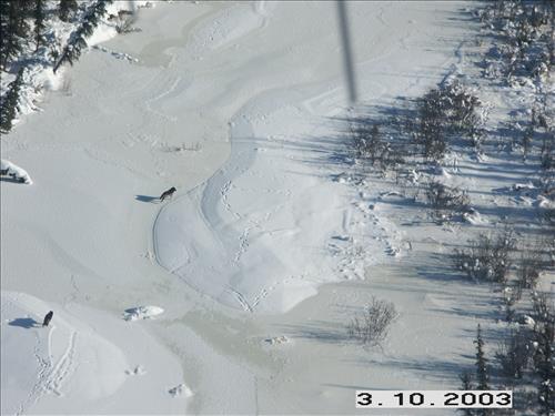 1 Yukon-Charley Rivers National Preserve Wolf Capture 2003