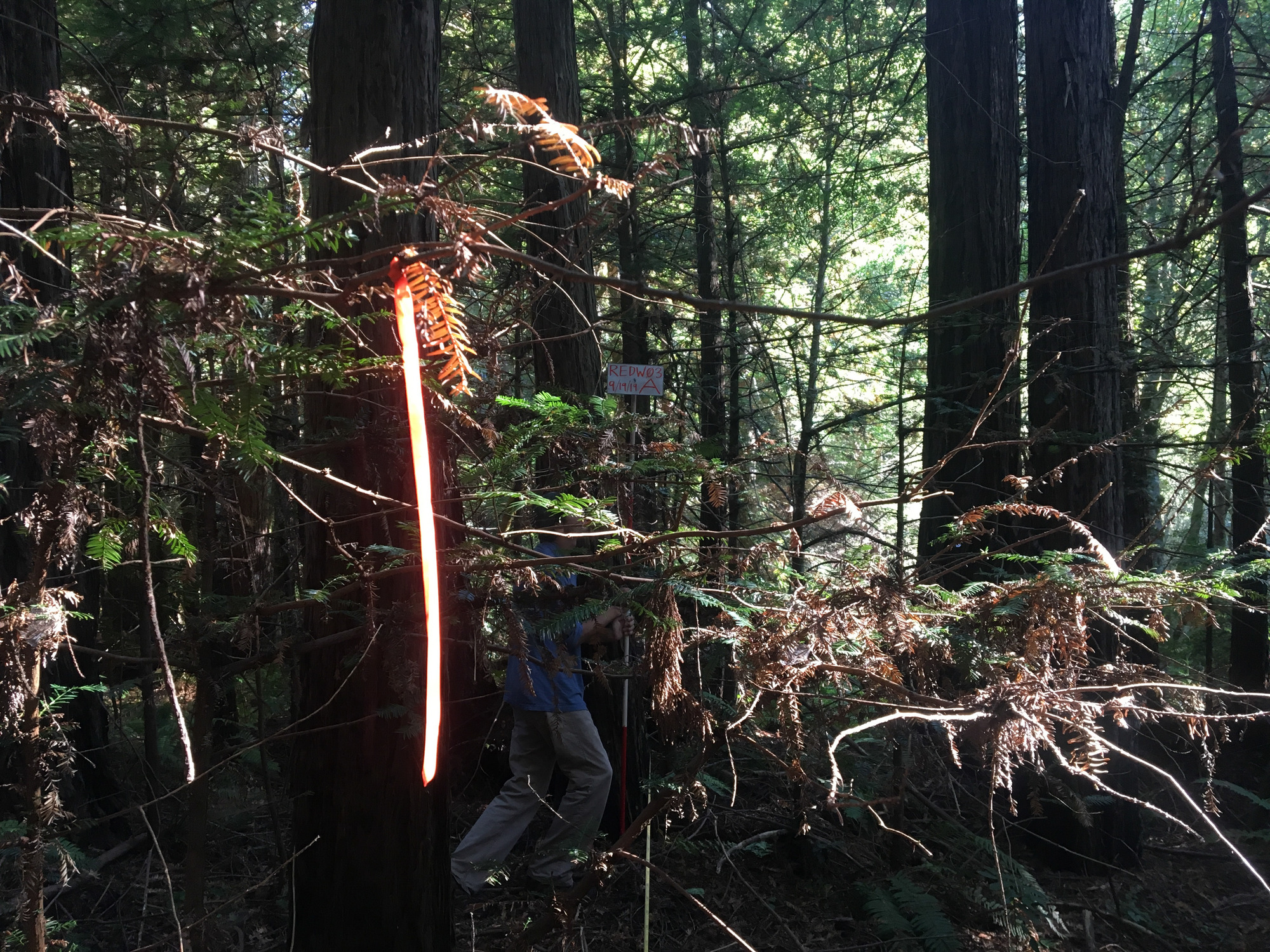 Eye-level view from the center point of a plant community monitoring plot