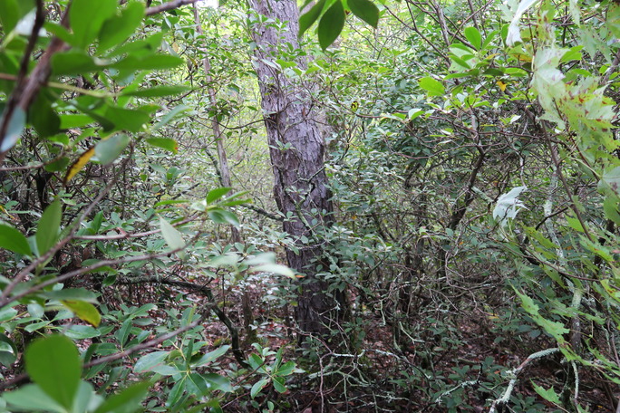 GRSM Accuracy Assessment. Plot Code: GRSM_AA_0812_3