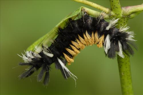Tussock moth caterpillars in Cuyahoga Valley National Park