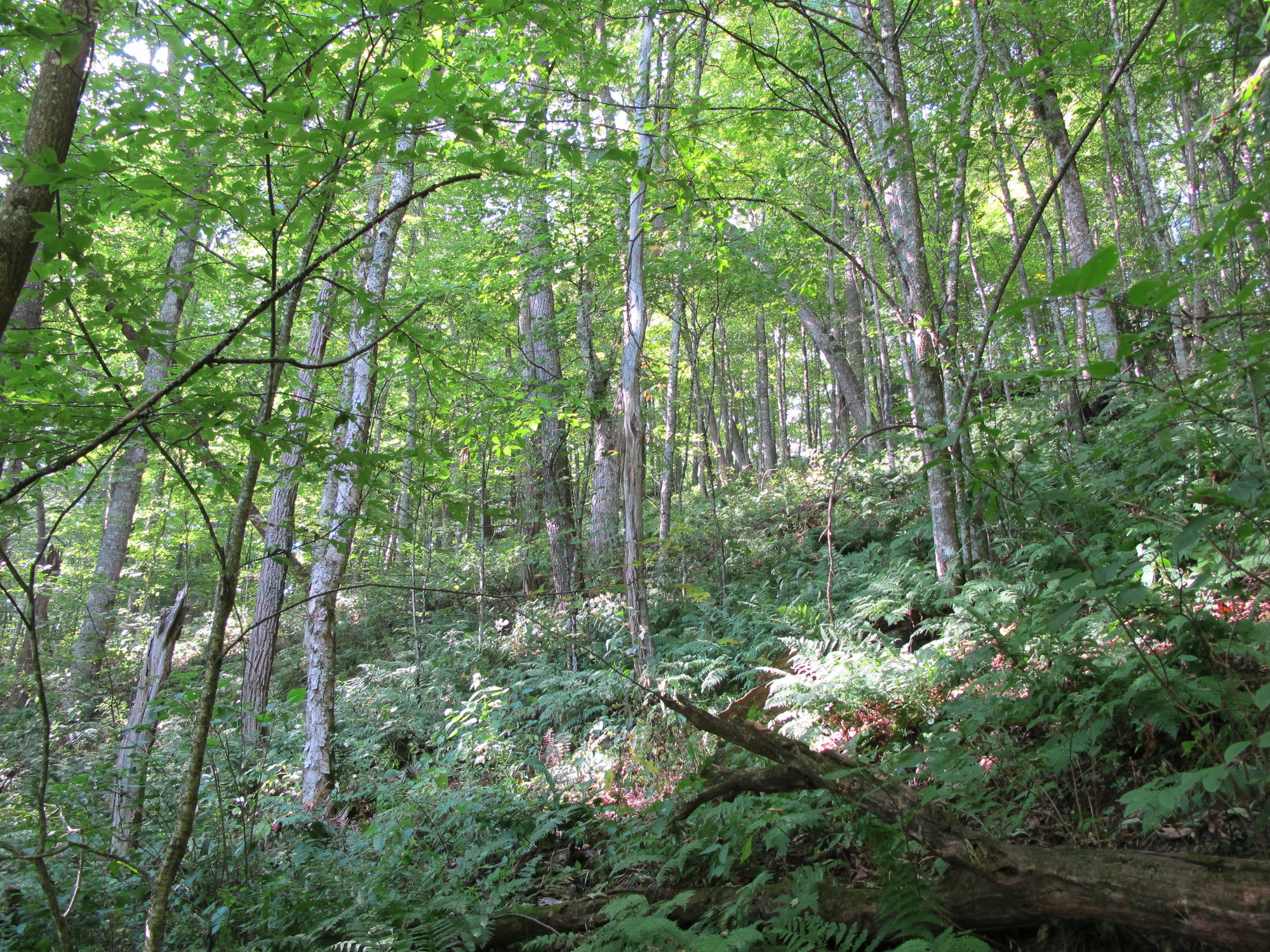 GRSM Accuracy Assessment. Plot Code: GRSM_AA_0869_6