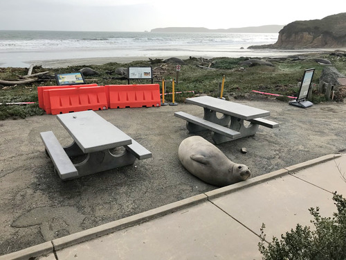 A gray cow lounges between two picnic tables.