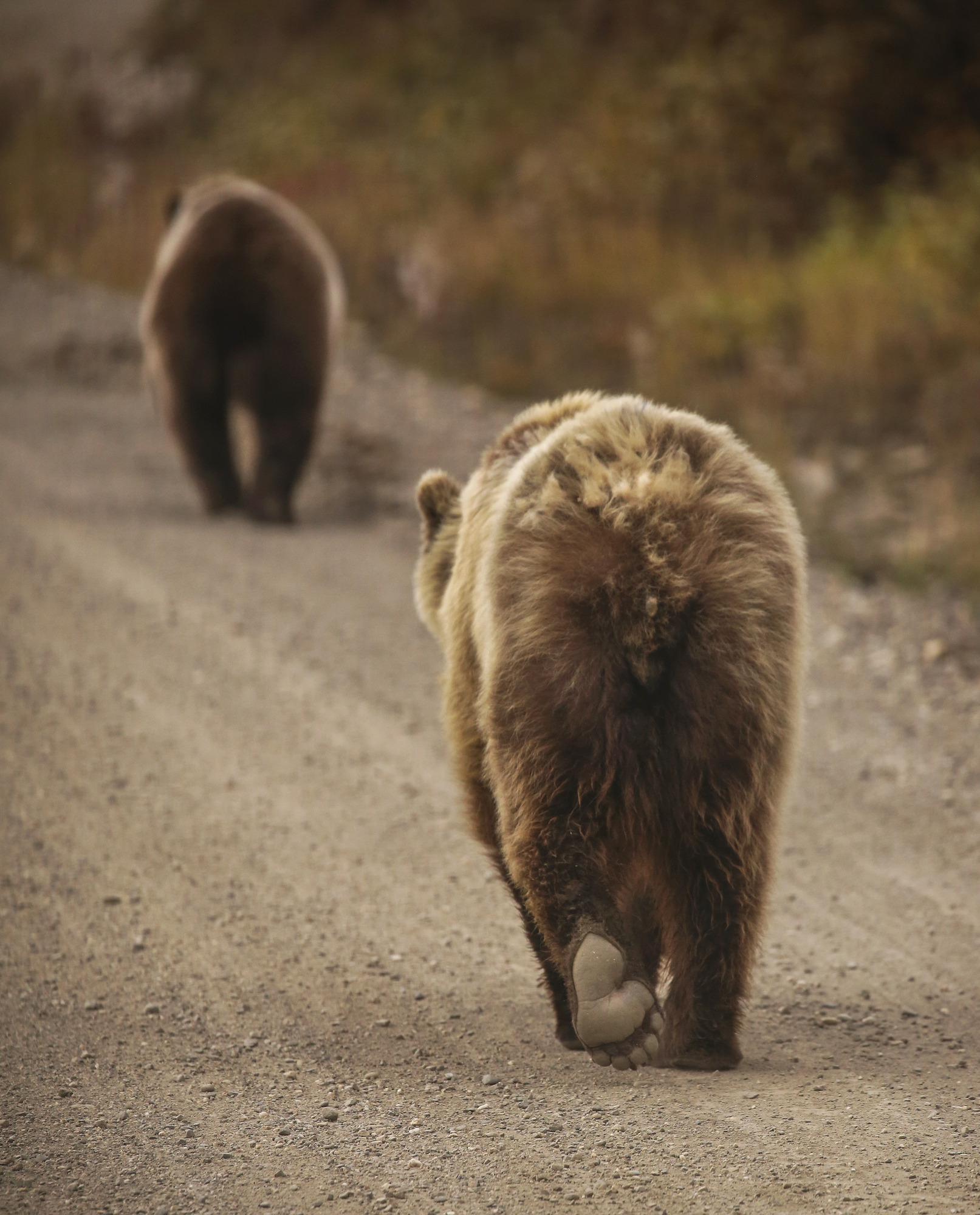 Two bears walk down a dirt road, their rear ends pointed toward the camera
