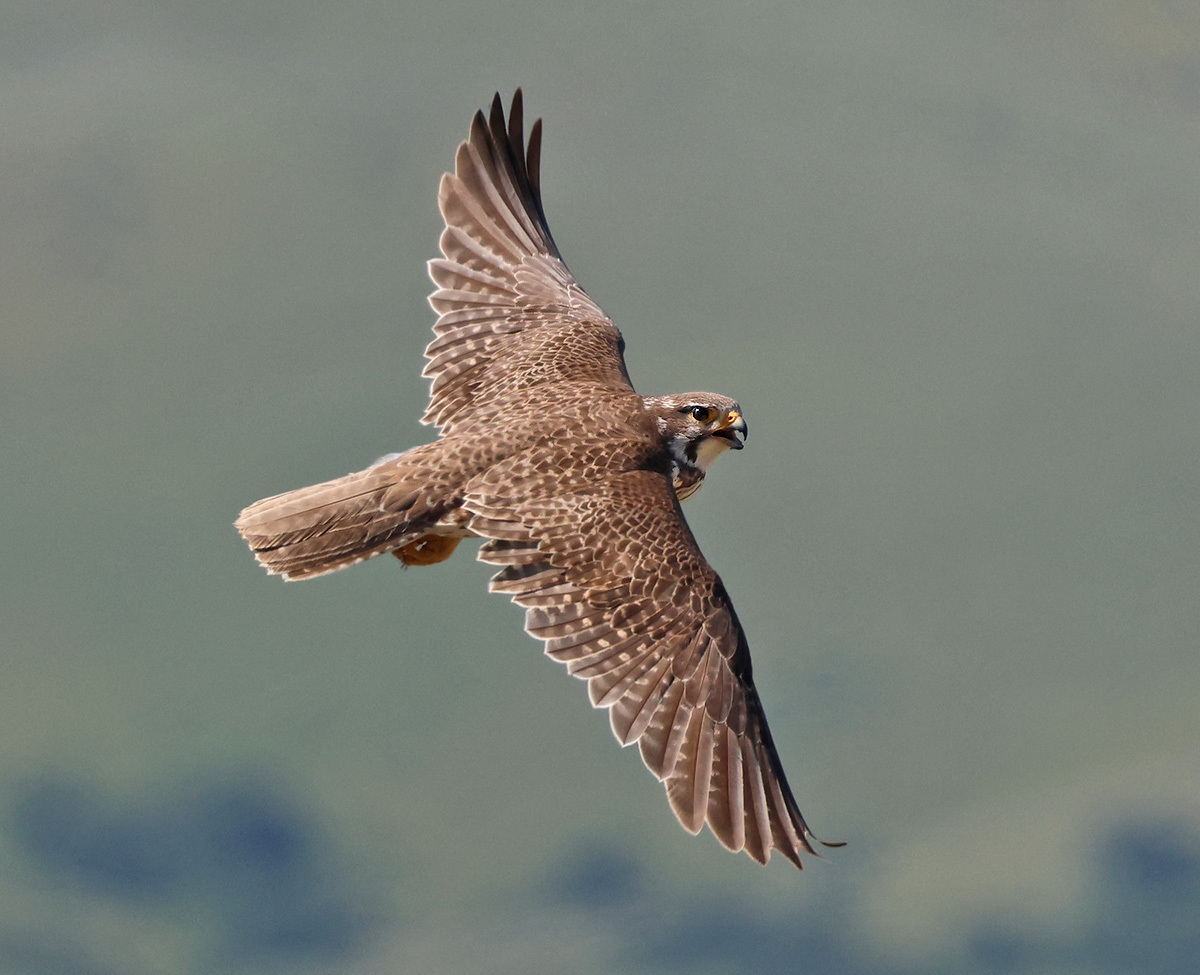 Prairie falcon, its beak open, shows of its brown patterned back and fully outstretched wings as it flies.