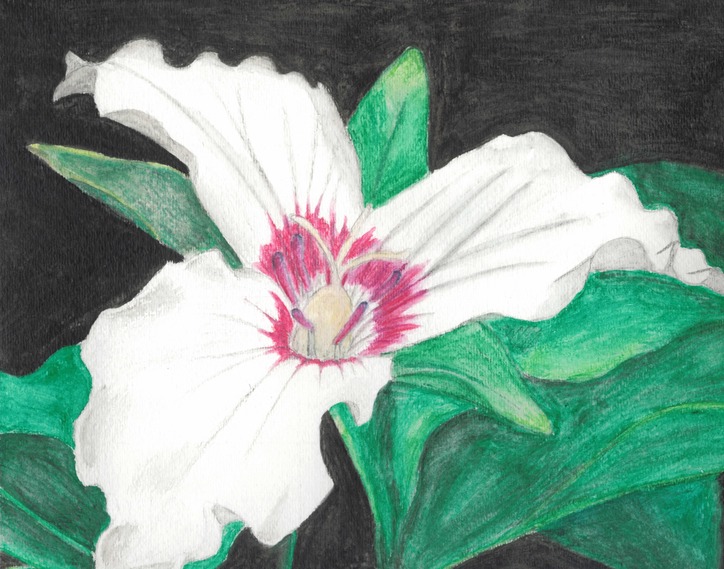 Watercolor and pencil artwork of large white flower with green leaves and black background.