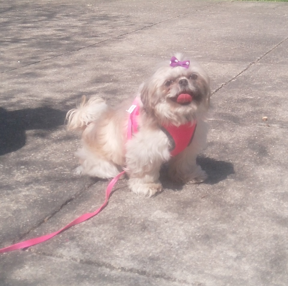 dog standing on the sidewalk