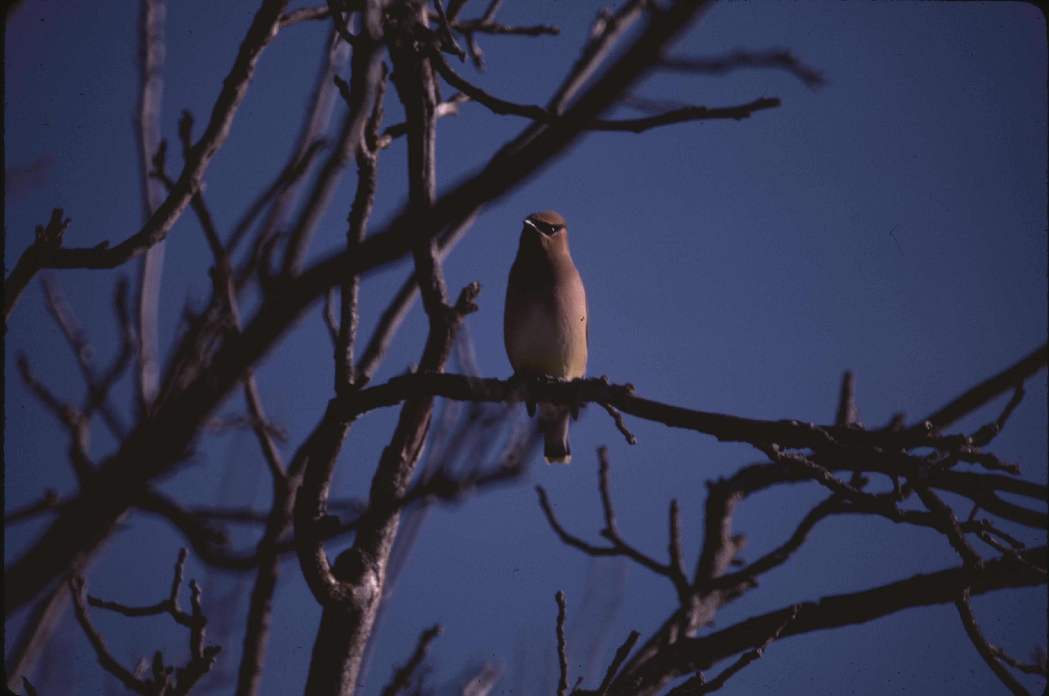 Cedar Waxwing. Roger McGehee. EC-492. 1/125. 500 mm. Original. For Park use only. Public Domain. Birds - Cedar Waxwing. E-03-65-001.