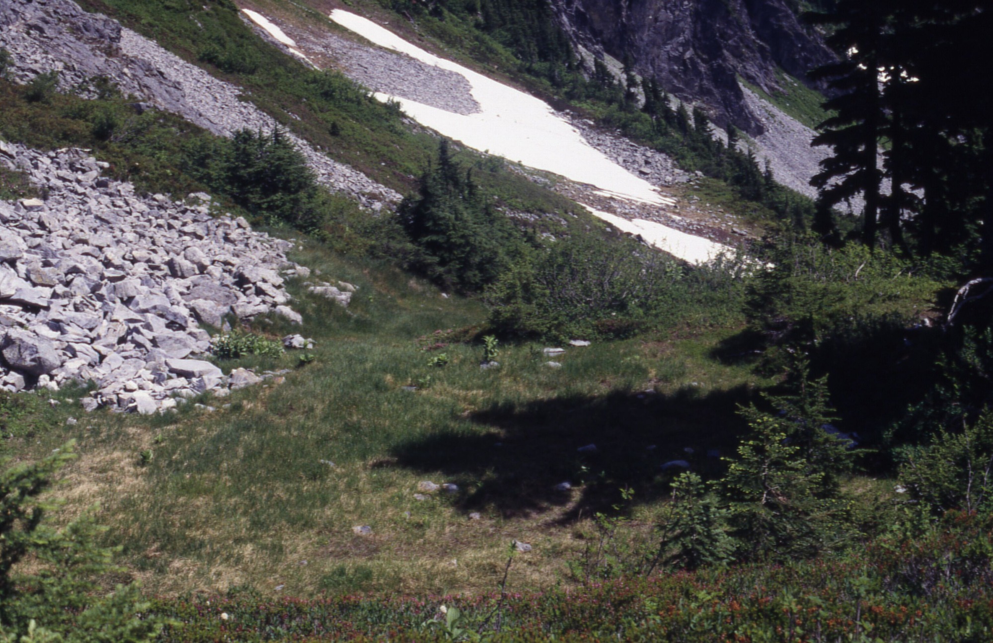A revegetated meadow with long grass surrounded by small bushes and wildflowers. In the background are rocky mountain slopes.