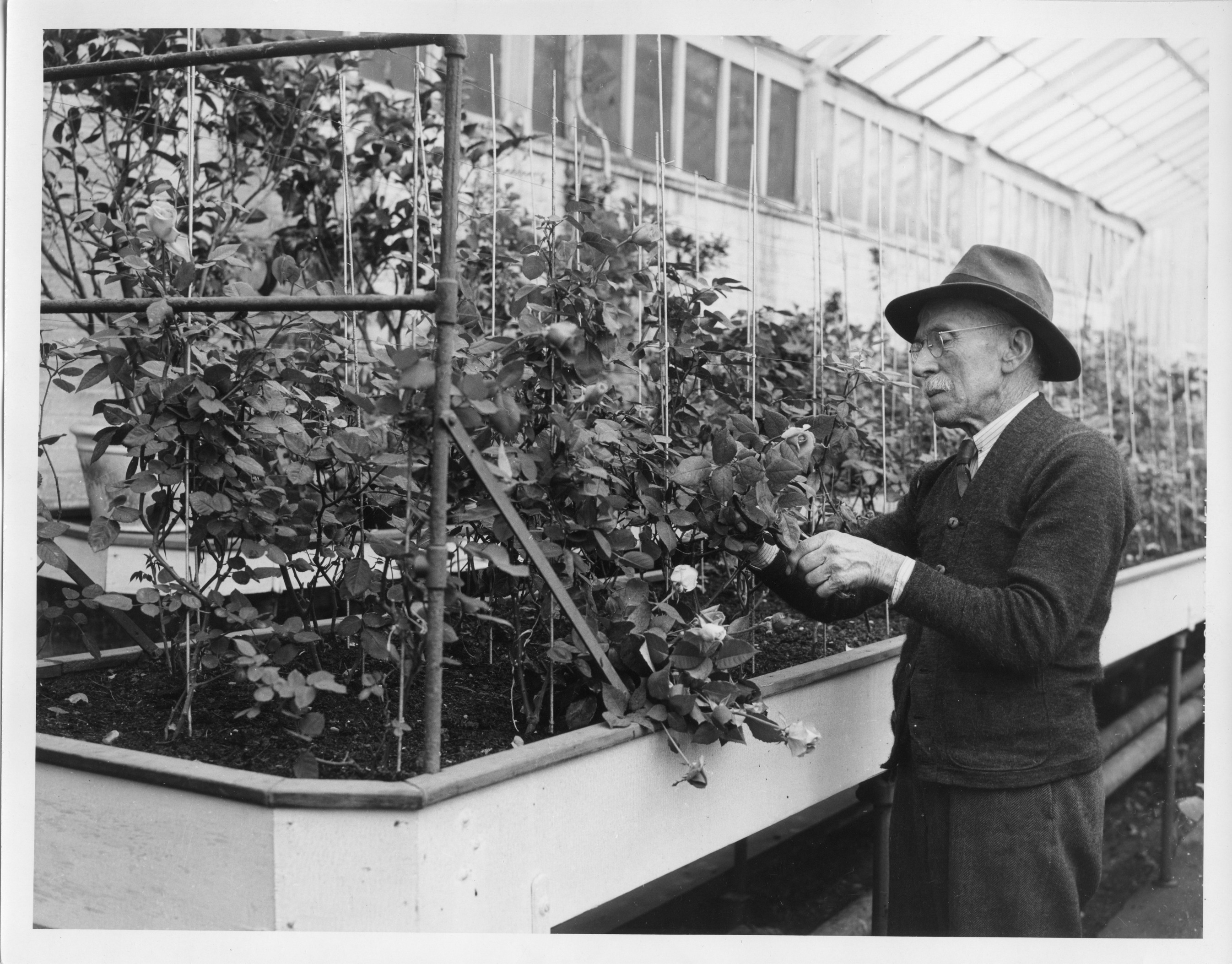 Interior of Roosevelt greenhouse.  Mr. Plog, Roosevelt gardener tending to roses.