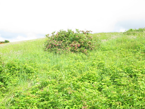 GRSM Accuracy Assessment. Plot Code: GRSM_AA_0873_6