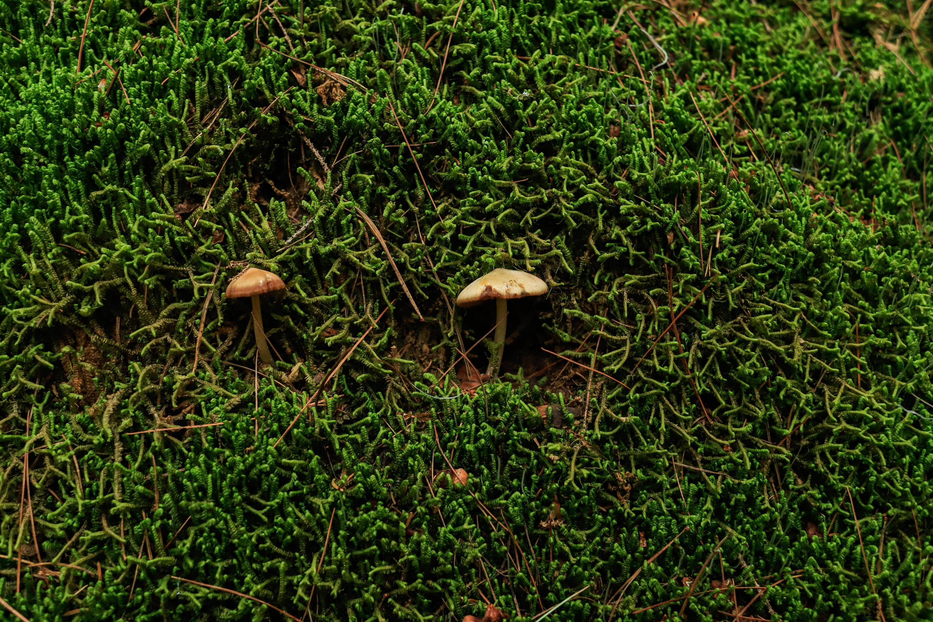 Two small, brown, umbrella shaped mushrooms grow from a moss wall