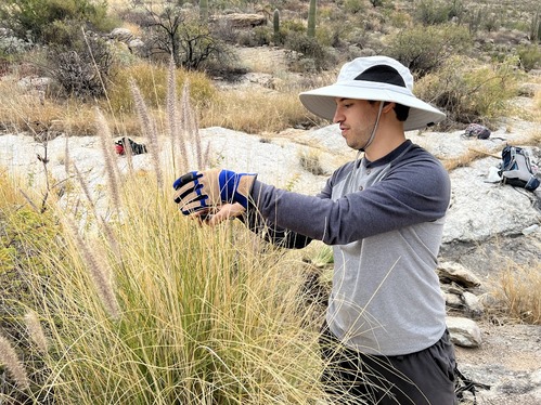 a person handles a batch of fountain grass