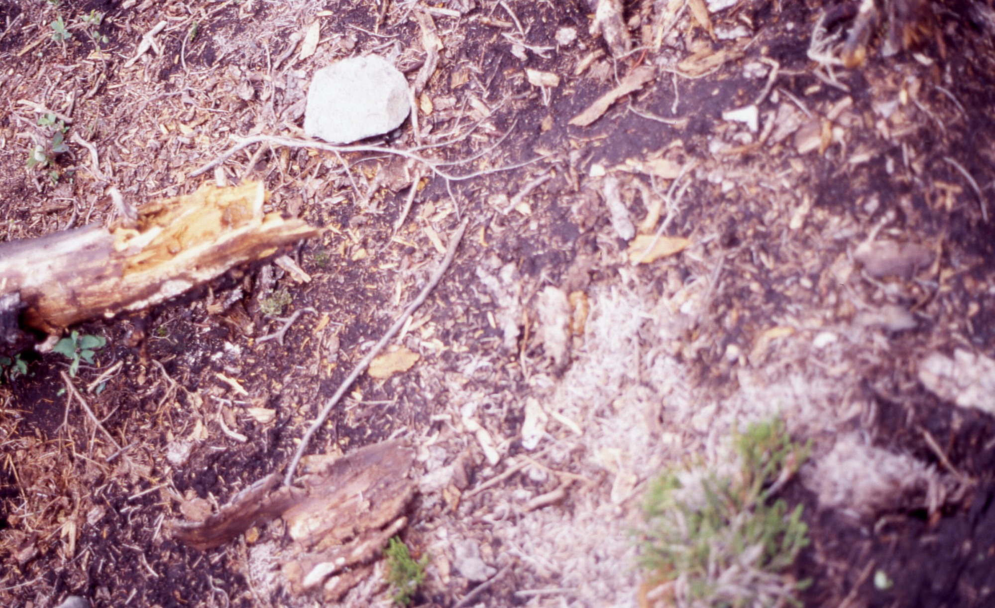 Close up of a dirt patch that is out of focus.