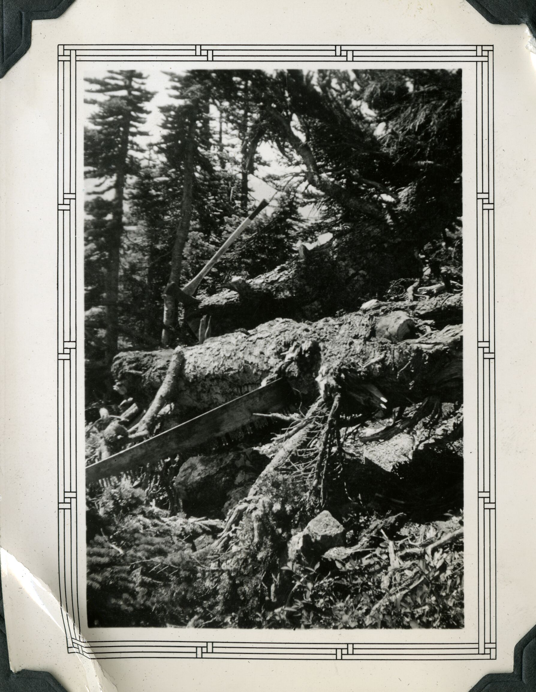 A large log with a crosscut saw and an axe, surrounded by coniferous forest.