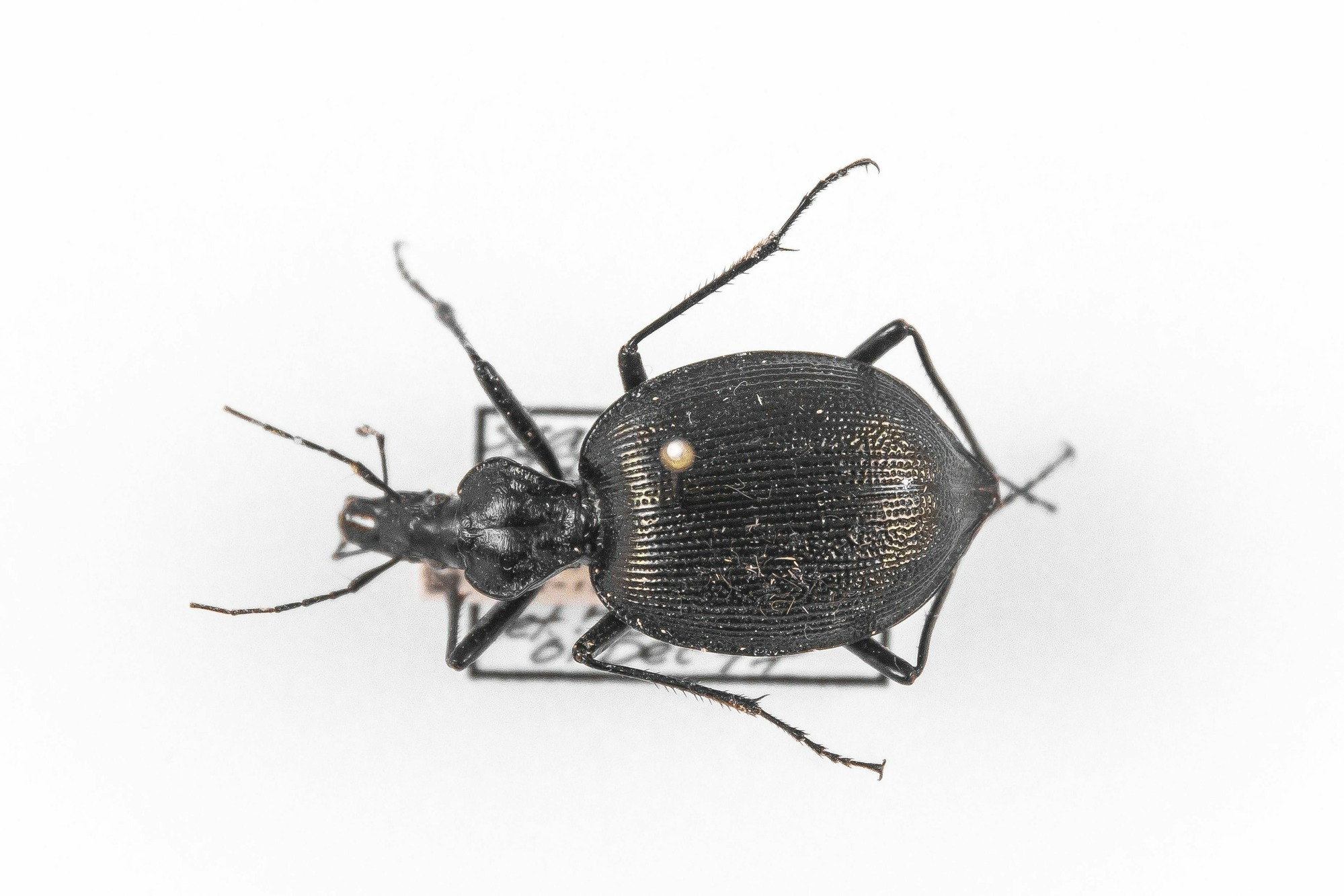 Image of Scaphinotus guyoti, a species of Animalia