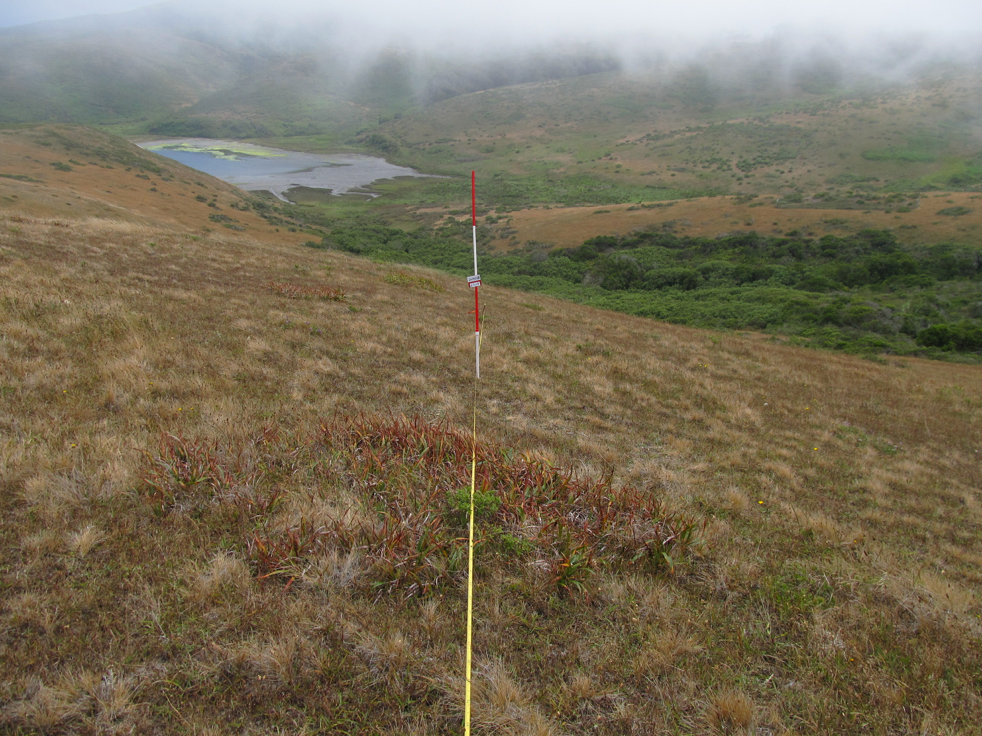 Eye-level view from the center point of a plant community monitoring plot