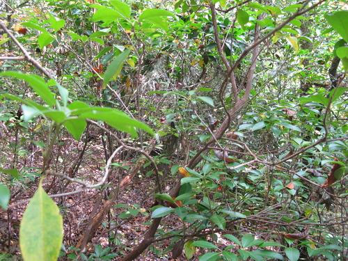 GRSM Accuracy Assessment. Plot Code: GRSM_AA_0267_3