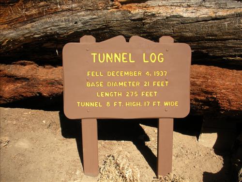 Giant Forest--Unpaved Trails--waysides--Sequoia and Kings Canyon National Park--12/2009