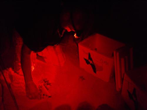 Sea turtle egg corral work at Padre Island National Seashore in 2008.