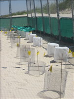 2010 Kemp's ridley sea turtle project at Padre Island National Seashore. In 2010, 74 Kemp's ridley nests were found at Padre Island National Seashore. This was the third most successful season since record keeping began in 1980.