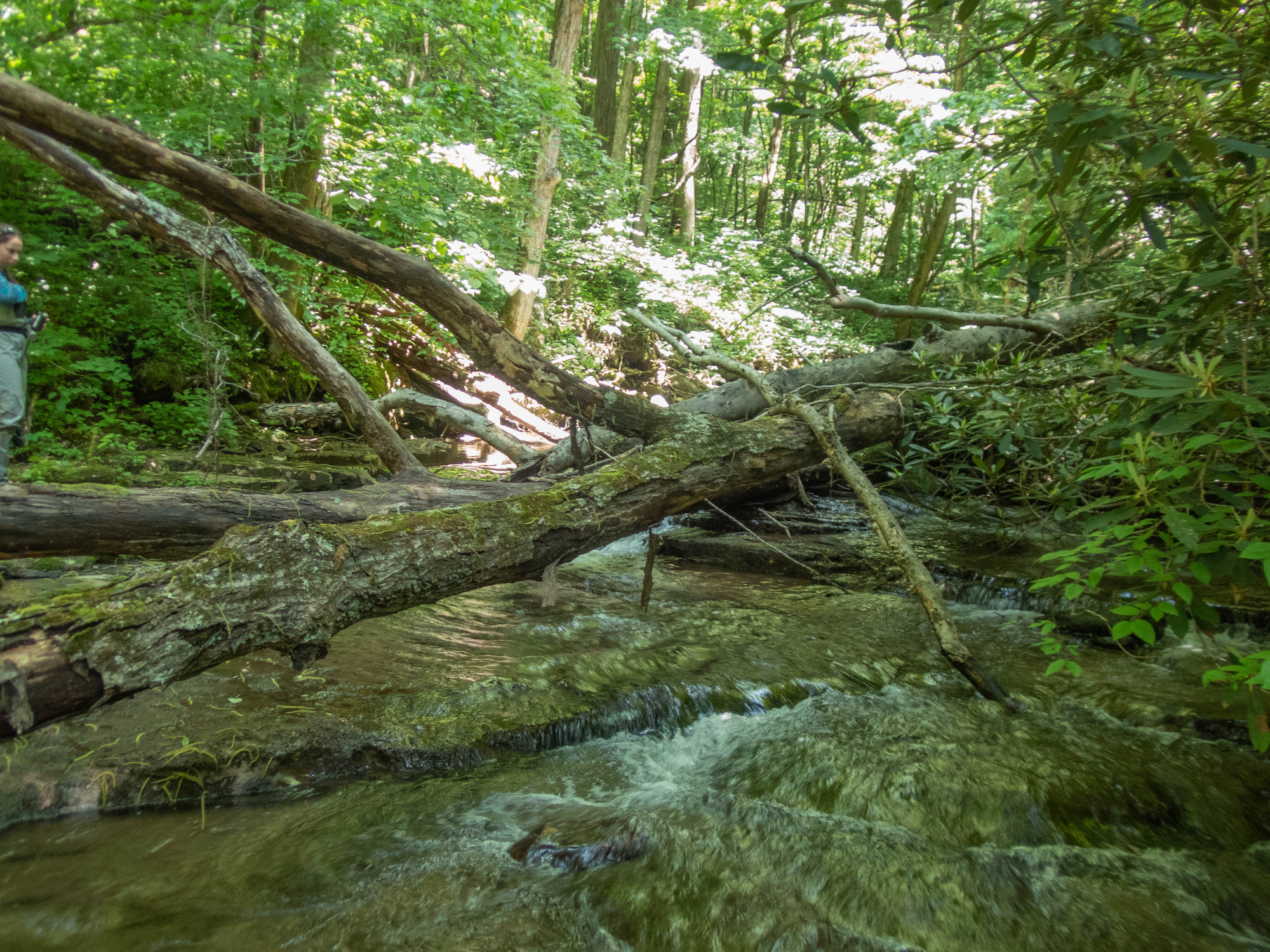 Site visit photo showing the upstream (UP) or downstream (DN) view of a wadeable stream reach taken during fish monitoring at New River Gorge National Park and Preserve.