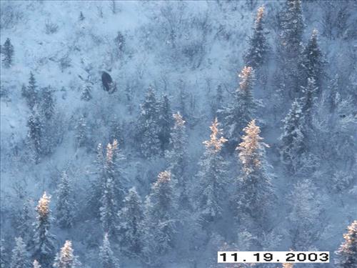 Moose Survey, Yukon-Charley, 2003 2