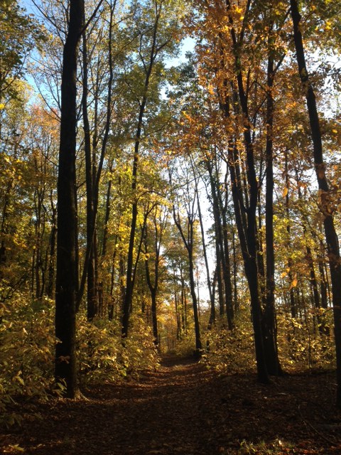 Trail is covered in leaves but it is still distinct where the trail is. All around the trail is trees with green and yellow leaves. It looks like it is early autumn.