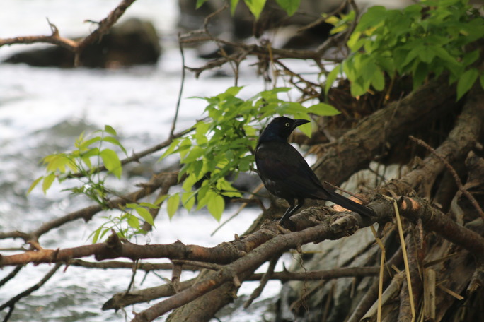 Common grackle in branches along creek shore