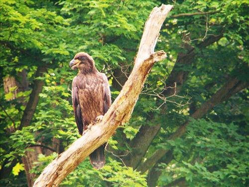 Young bald eagle has just fledged near Pinery Narrows
