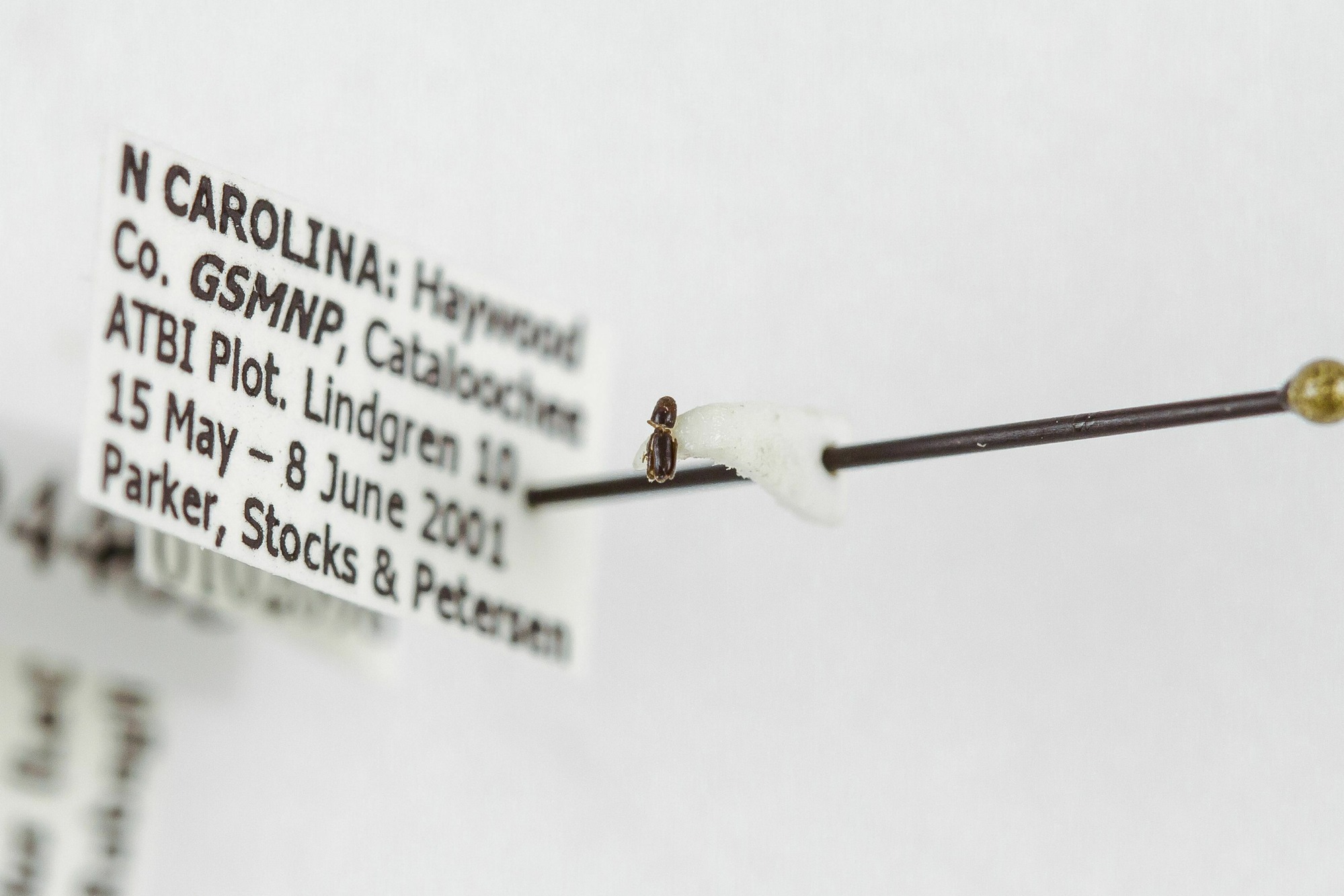 Image of Pseudopityophthorus asperulus, a species of Animalia