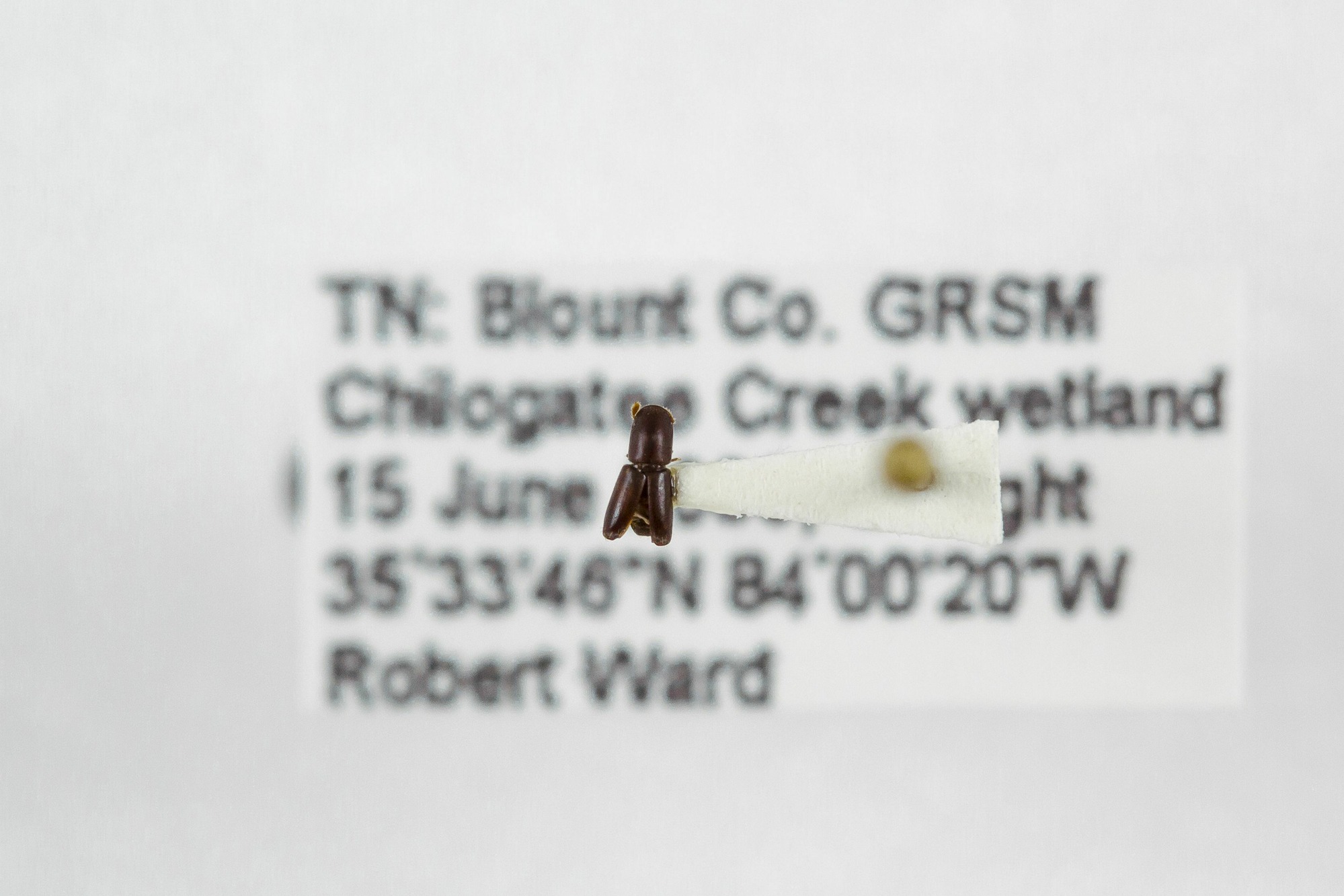 Image of Monarthrum mali, a species of Animalia