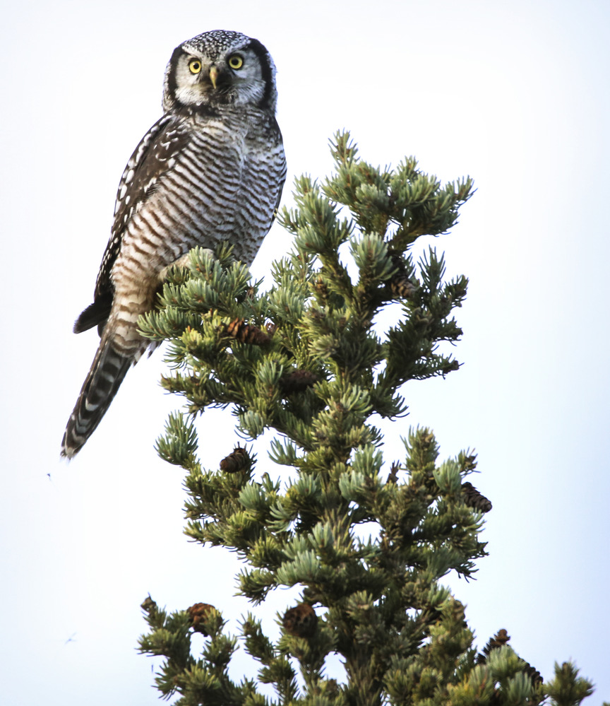 a hawk owl perched atop a spruce tree