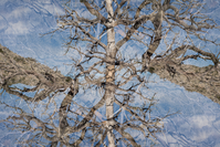 An stacked image of a tree with many branches mirrored and duplicated.