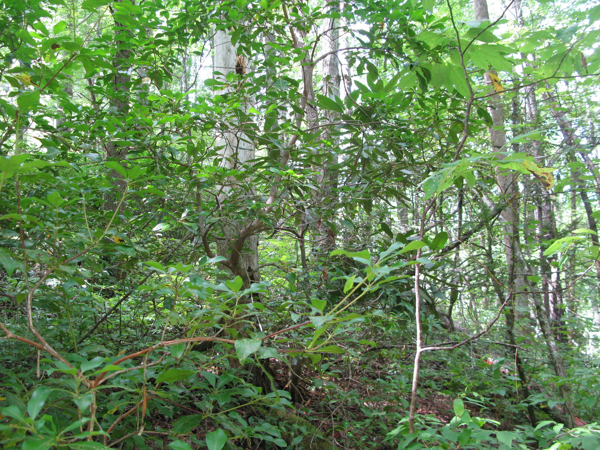 GRSM Accuracy Assessment. Plot Code: GRSM_AA_0302_2