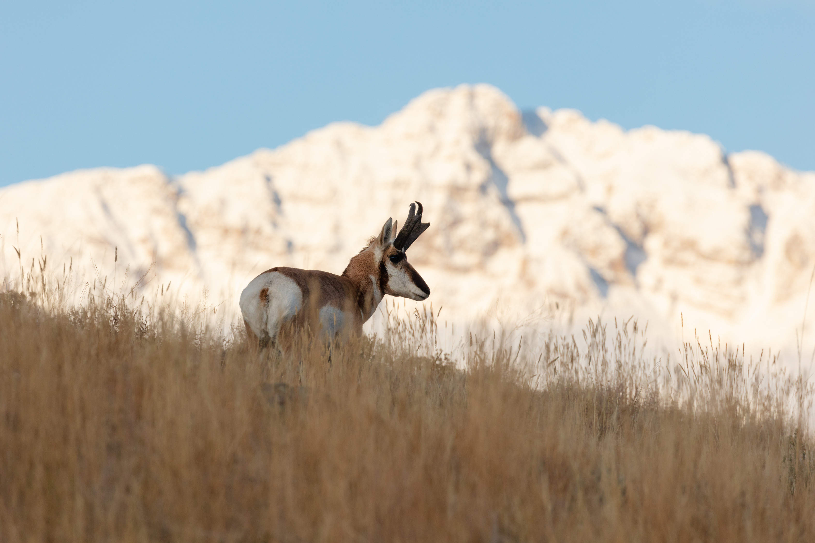 Side profile of a pronghorn buck with a snow covered mountain directly behind it.