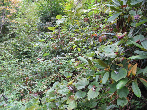 GRSM Accuracy Assessment. Plot Code: GRSM_AA_0147_3