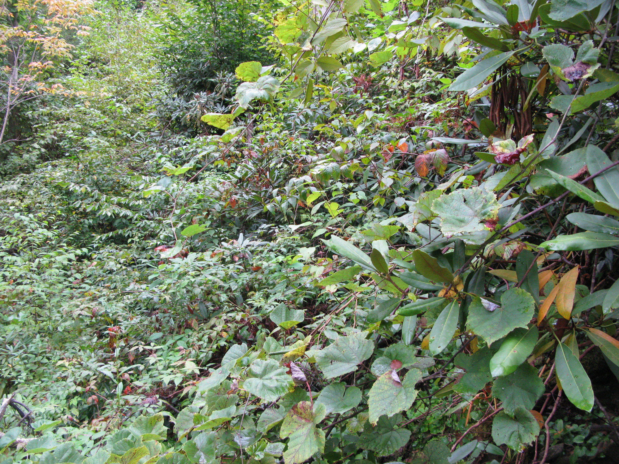 GRSM Accuracy Assessment. Plot Code: GRSM_AA_0147_3