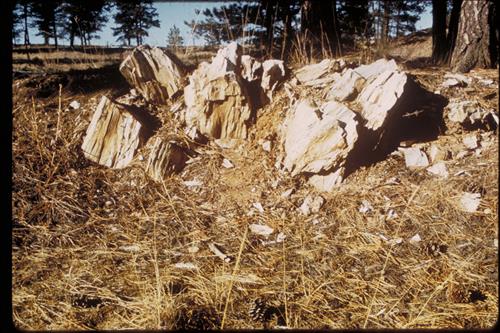 Petrified plants and fossils at Florissant Fossil Beds National Monument, Colorado