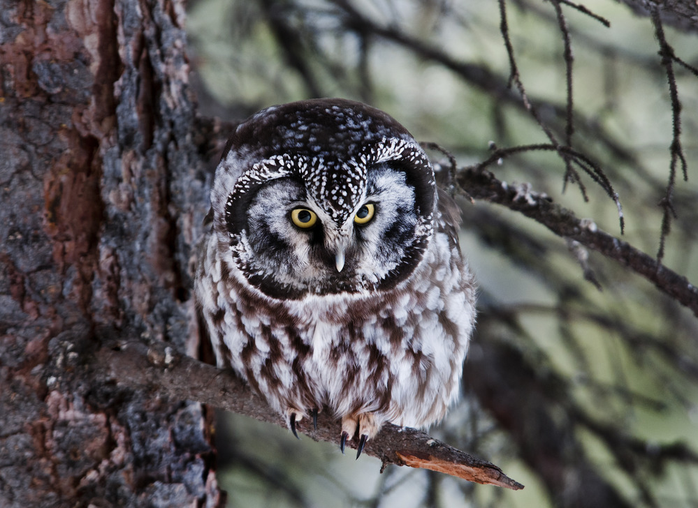 A boreal owl perched on a spruce tree 