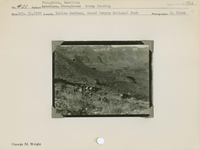 hfca_1607_iva_013_10_002_1741_a. Antelope [American Pronghorn]: Group feeding.. Locality: Indian Gardens, Grand Canyon National Park. Negative #: 1741