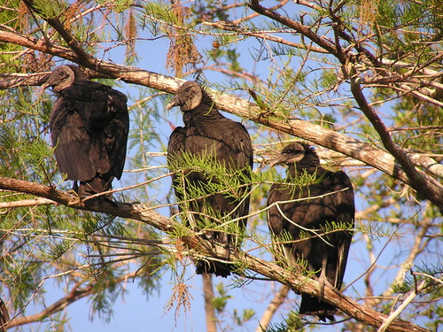 3 Black Vultures sitting in a tree looking down on something to their right.