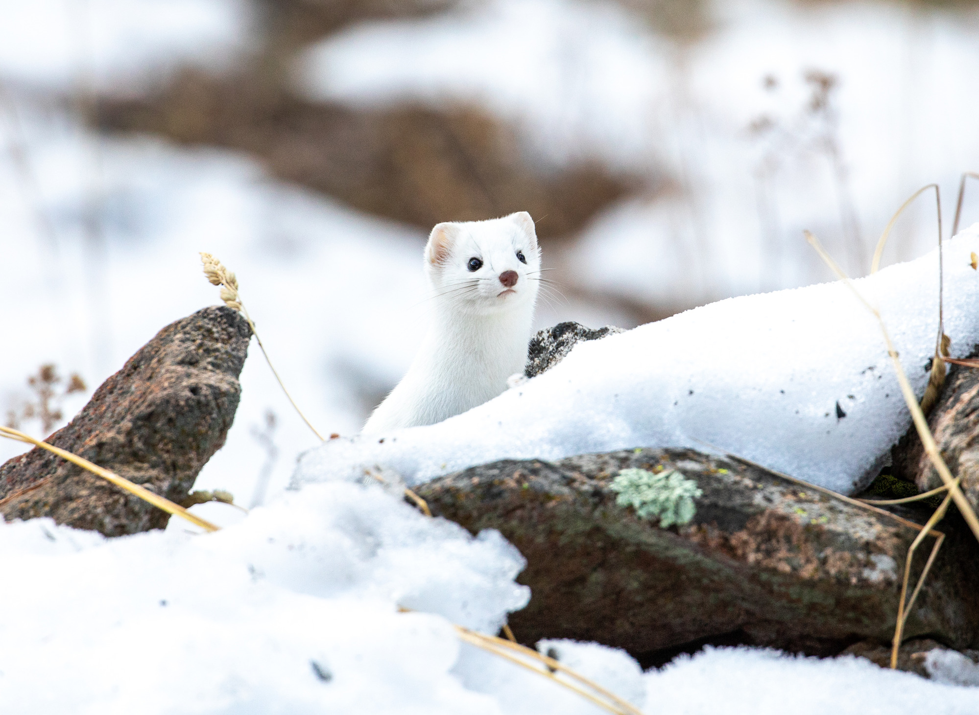 A white weasel looks over some snow on top of a rock.