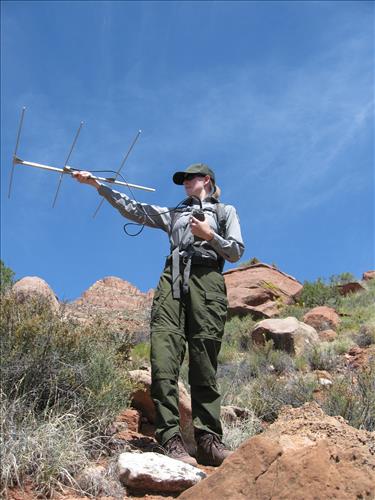 2008 Figure 6. Desert tortoise monitoring (3 photos)