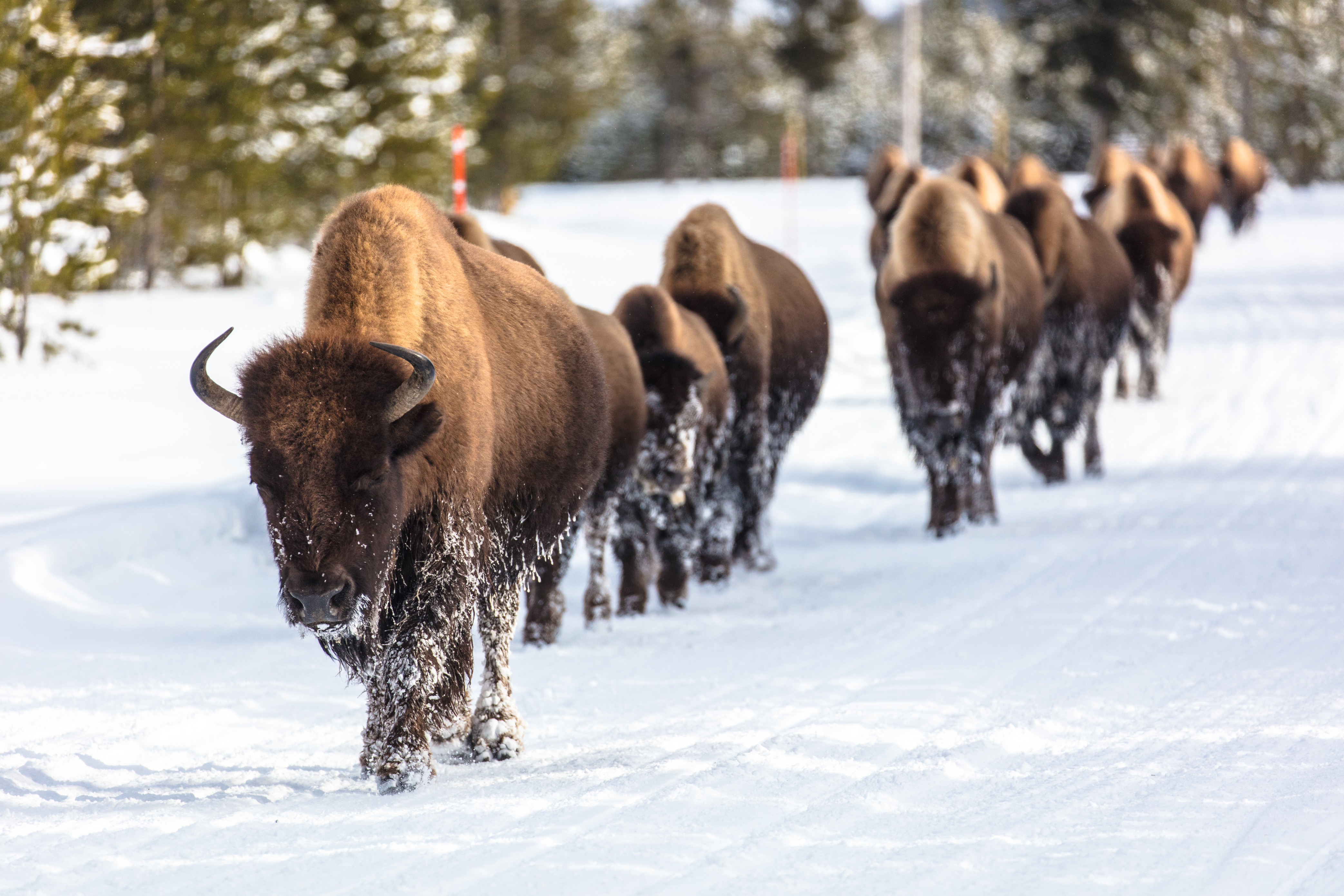 Bison walk in a line on the snow covered road