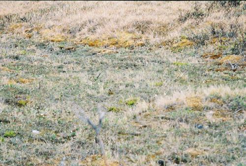 6 Gates of the Arctic National Park and Preserve Itkillik Birds Survey June 2006