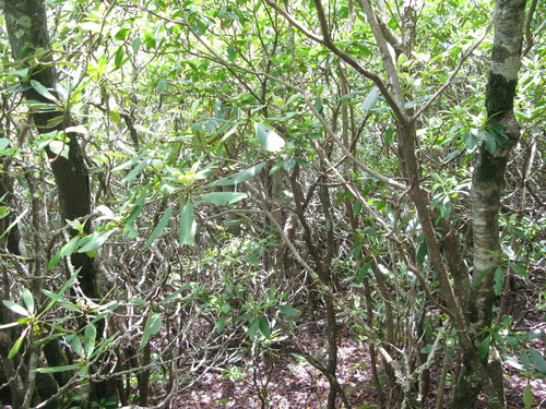 GRSM Accuracy Assessment. Plot Code: GRSM_AA_0381