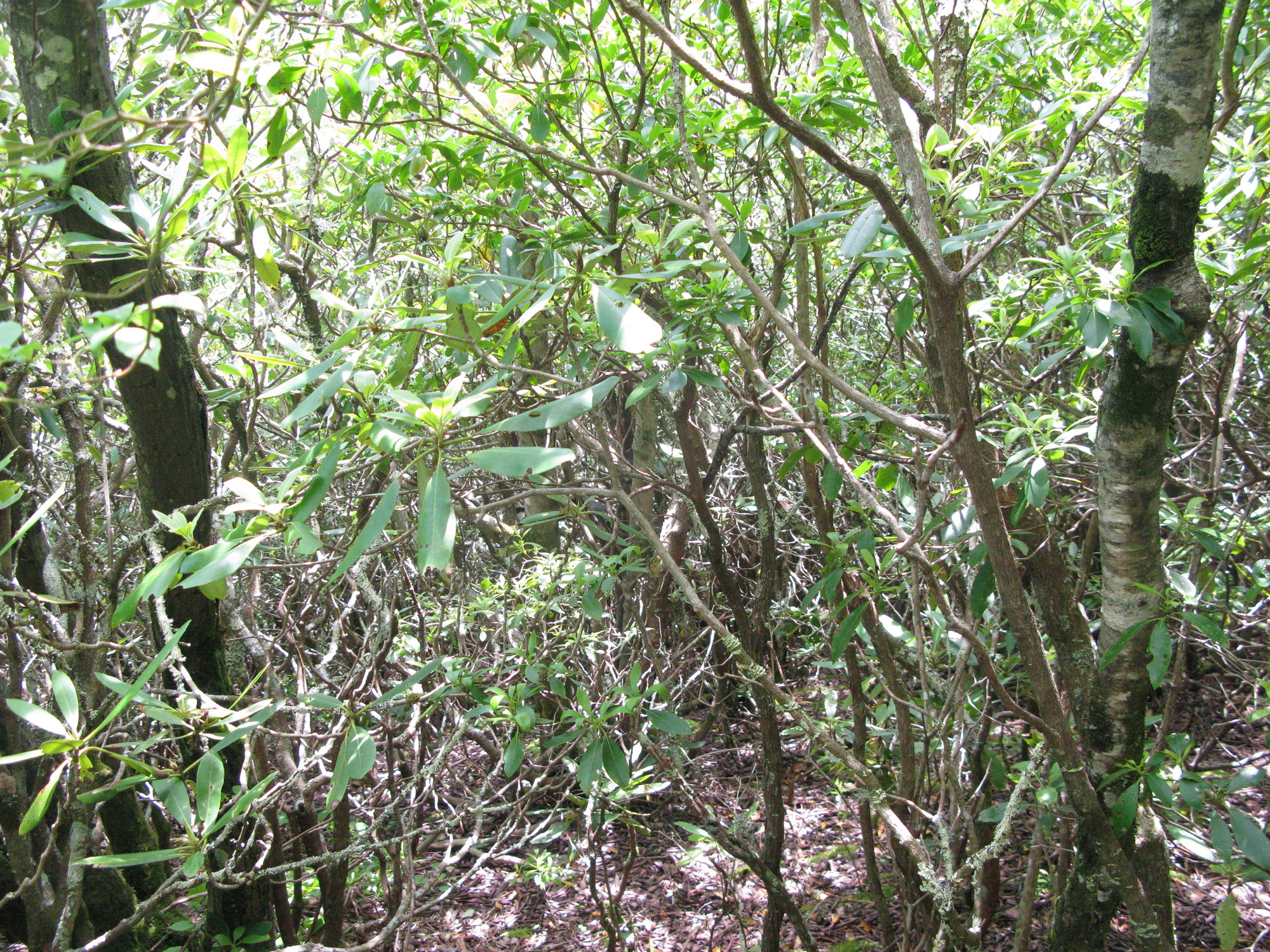 GRSM Accuracy Assessment. Plot Code: GRSM_AA_0381