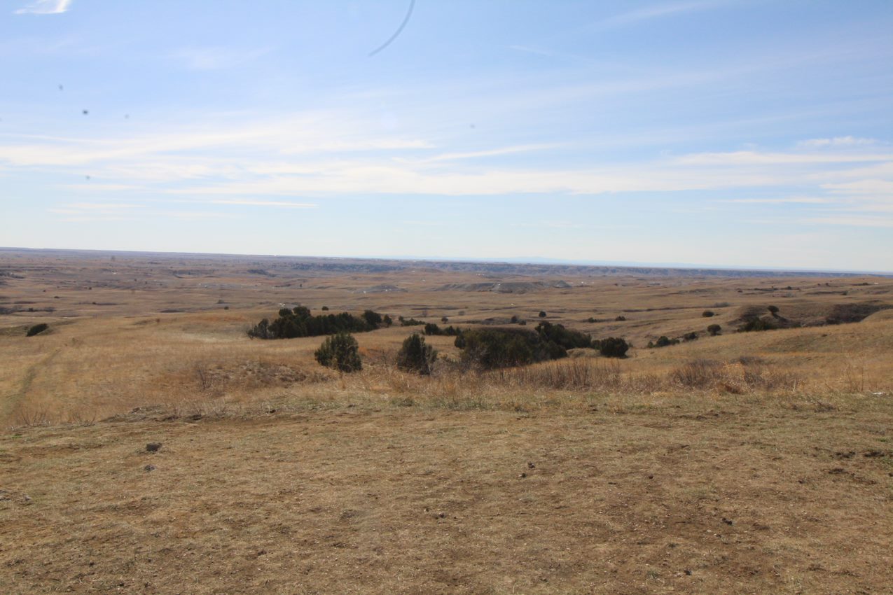 a rolling prairie with brown grasses and small groves of juniper trees