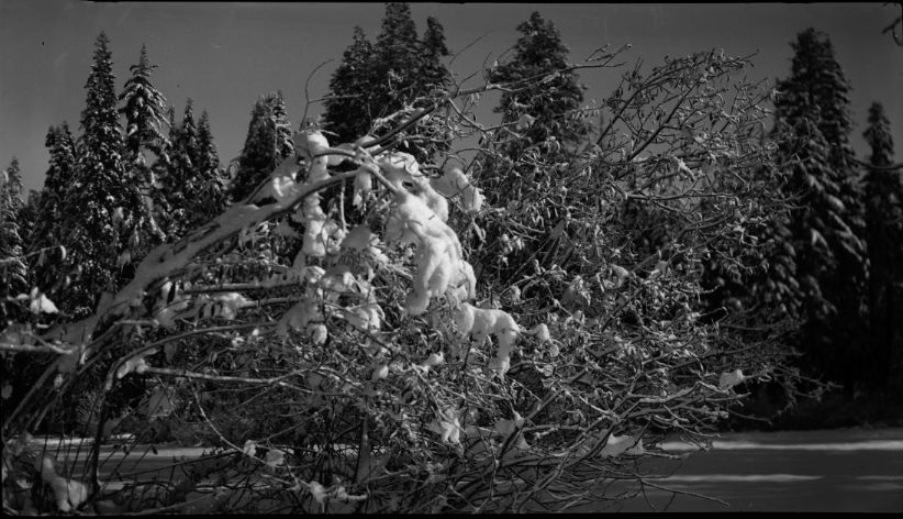 SEKI Roberts Collection Series: 2 Negatives; 12 Scenics