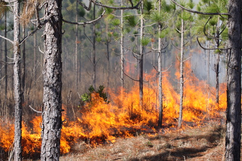 Flames roar through a pine forest, burning the underbrush
